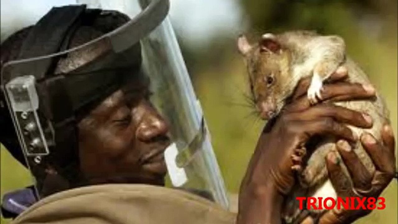 Animales extraños: RATAS GIGANTES REALES, las ratas mas grandes del mundo, recopilacion