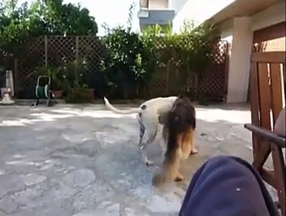 Dogo Argentino contro Pastore Tedesco