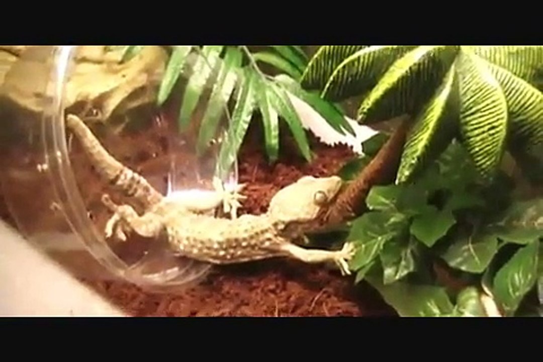 The New Tokay Geckos!!