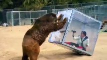 Grizzly bear pushes glass box with screaming woman inside for bizarre Japanese game show