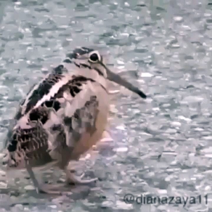 Bird Dance With Music পাখির নাচ।