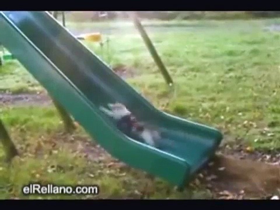 Gatos chistosos