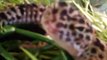 Leopard geckos basking