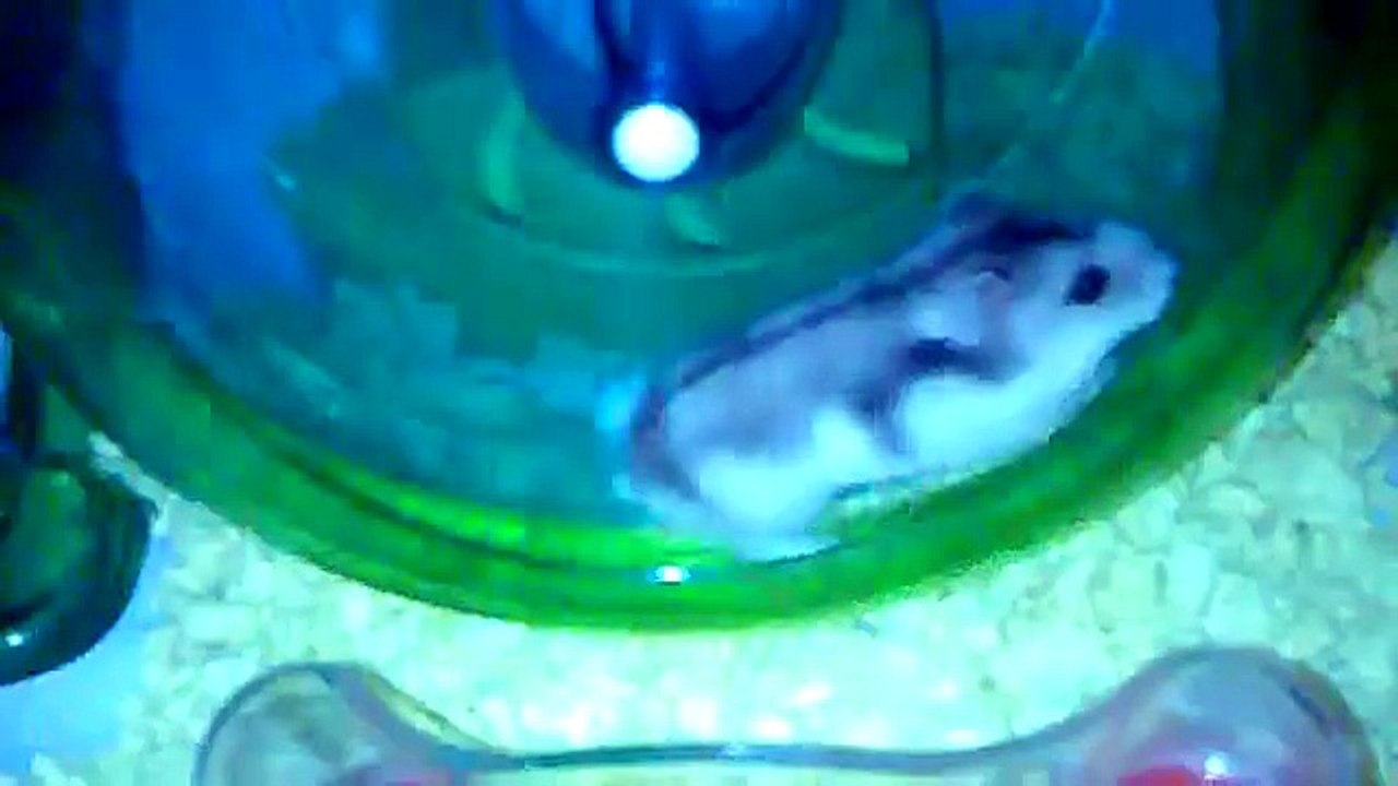 Mi bebesitos Lolo y Lala