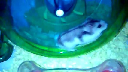 Mi bebesitos Lolo y Lala