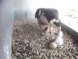 Brighton Peregrines 2010 - Feeding the first two chicks