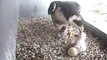 Brighton Peregrines 2010 - Feeding the first two chicks