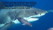 The Great White Shark - Denounce the Western Australian culling policy