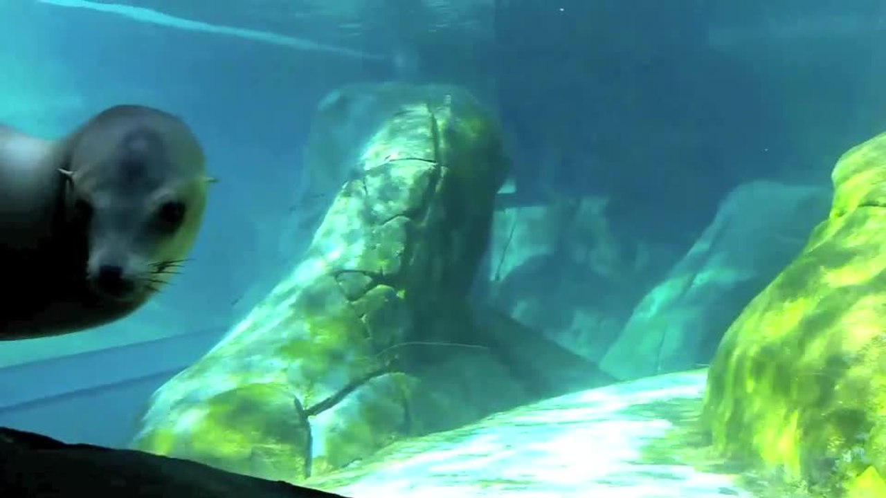 Playful sea lion at the St. Louis Zoo - video Dailymotion