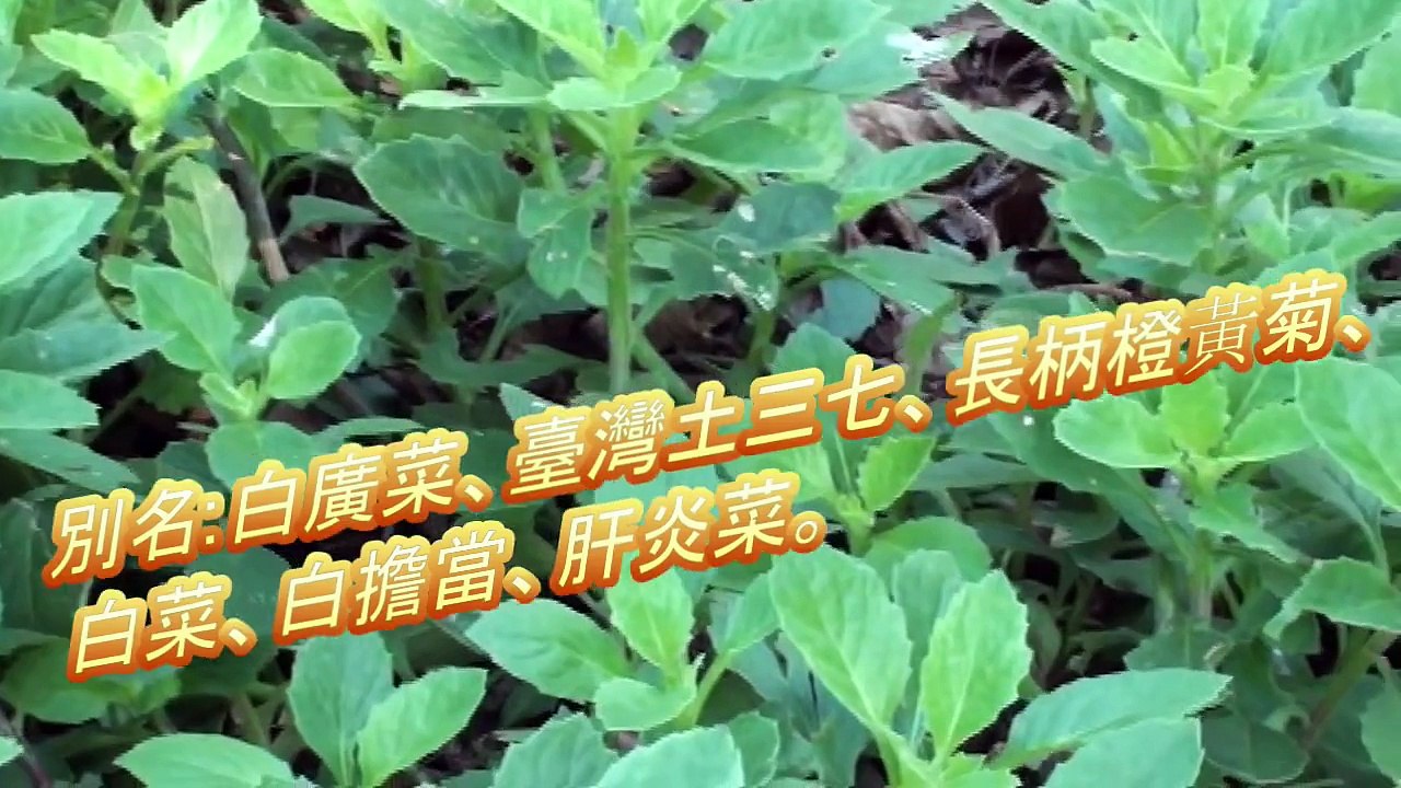 介紹菜園植物及民間常用藥草 白鳳菜     別名:  白廣菜、臺灣土三七、長柄橙黃菊、白菜、白擔當、肝炎菜。