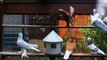 Belgesel Fantezi Güvercin üretimi  / Documentary on Fancy Pigeon Breeding
