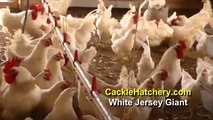 White Jersey Giant Chicken Breed (Breeder Flock)