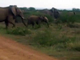 A Herd of Elephants Playing