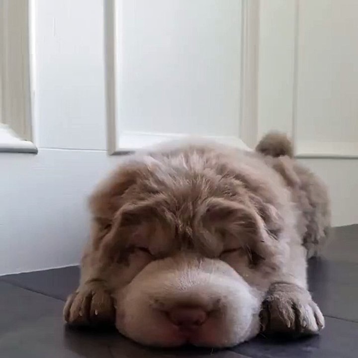 Tonkey le chien-peluche