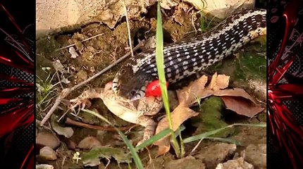 Amazing small snake try to eat big frog
