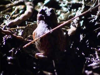 Arizona Animal Sounds