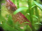 Red cherry shrimp giving birth