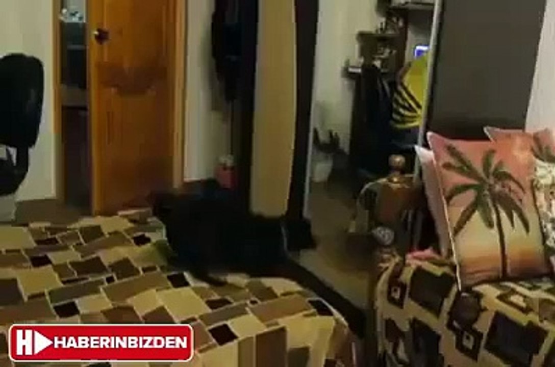 Aynada kendini gören köpeğin hazin sonu.