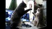 Cats clapping paws - Dansons la capucine - English Subtitles
