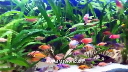 3m african cichlid