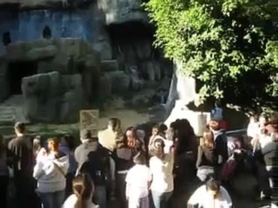 Crazy Dancing Chimp