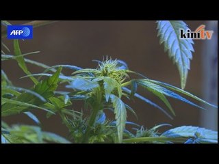 Weed farmers compete for Cannabis Cup in Uruguay