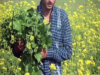 aja mahi mubarik ali