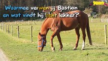 Afscheid van een rijpaard: Bastion