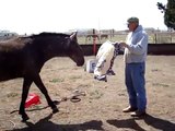 Working with a young Mustang- Sacking Out- Testing Fear & Thinking- Rick Gore Horsemanship