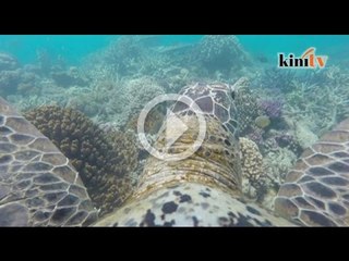 Penyu rakam ancaman Great Barrier Reef