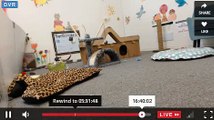 Tiny Kittens Funny tent play