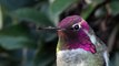 Hummingbird's mesmerizing 