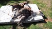 Vidéo chiots chiens loups tchecoslovaques agés 46 jours elevage akairo 2013