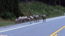 Rocky Mountain Sheep/Alberta Canada/VRIDETV.com