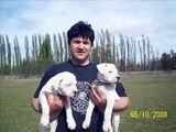 Tarde de perros  Dogos Argentinos