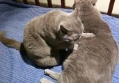 Cat Gives Massage to His Friend