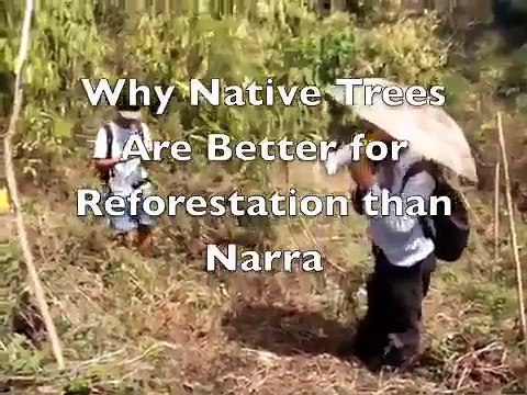 Why Native Trees are Better for Reforestation than Narra.m4v