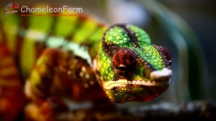 Kaméleonok - A színváltoztatás mesterei | Chameleons: Masters of disguise