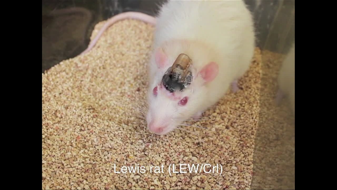 Controlan el cerebro de ratones con chips - video Dailymotion