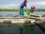 Investing in Coastal Ecosystems - Mangroves for the Future