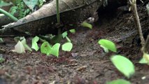 Ants carrying leaves
