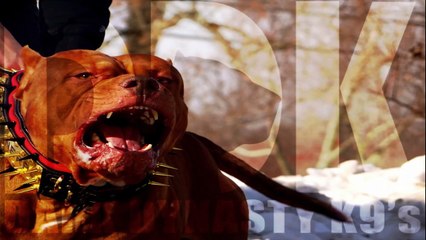 Trained pitbull Dog Prevents Kidnapping **Amazing**