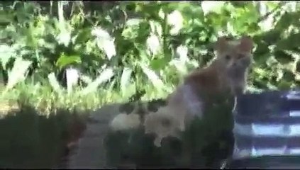 Cat has 2 Tails,.Animals N beasts,..niagara falls..