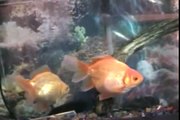 Mis peces, Dos Goldfish y un plecostomus