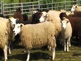 Sheep Shearing Day