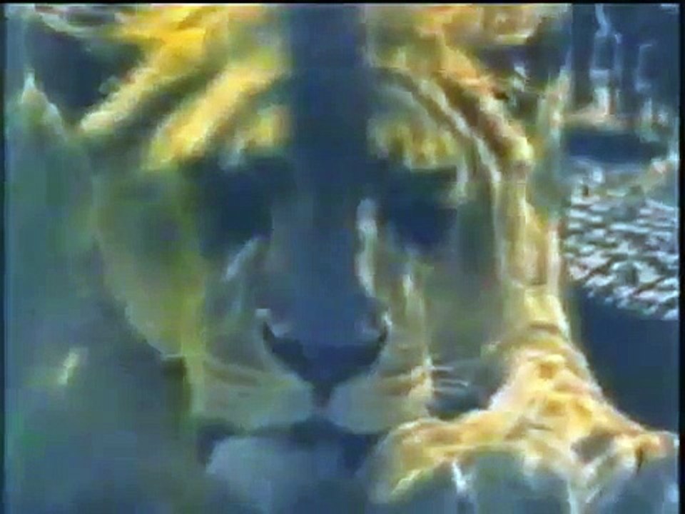 Animal's fightsLion vs Tiger,Lion vs Bear,Shepa...