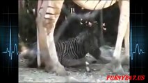 Zebra giving birth LIVE ☆ Animals Giving Birth 2015