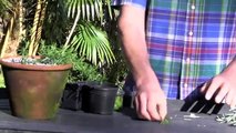 PLANTS FOR FREE - ROOTING CUTTINGS