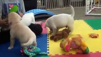 Molly X Xander Babies ~ Boys Playing