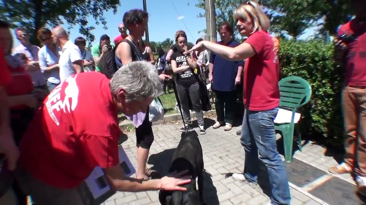 GACI 14 Galgos Rescue adopted May   24   2014